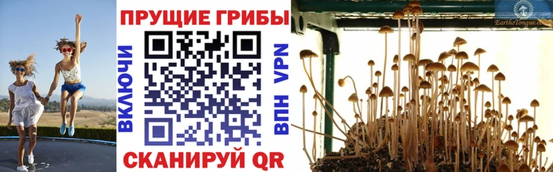 Псилоцибиновые грибы Psilocybine cubensis  Морозовск 